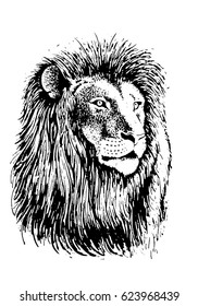 Graphical vector portrait of lion isolated on white, strong look