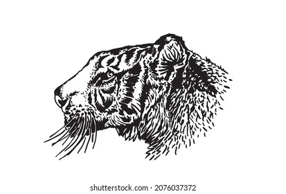 Graphical vector  portrait of tiger isolated on white , stripy skin design