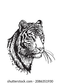 Graphical vector portrait of tiger isolated on white , stripy skin design