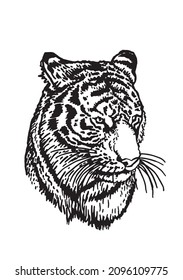 Graphical vector portrait of tiger isolated on white , stripy skin design 