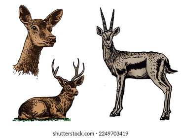 Graphical vector set of deers and forest goat isolated on white background,hand drawn color  illustration