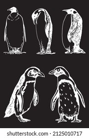 Graphical vector set of penguins on black isolated , engraved  birds of Antarctica and the south coast of Africa