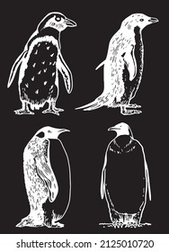 Graphical vector set of penguins on black isolated , engraved  birds of Antarctica and the south coast of Africa