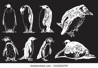 Graphical vector set of penguins on black isolated , engraved  birds of Antarctica and the south coast of Africa