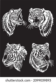 Graphical vector set of portraits of tigers isolated on black , stripy skin design 