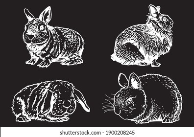 Graphical vector set of rabbits on black background, engraved illustration