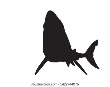 Graphical vector silhouette of shark isolated on white,illustration