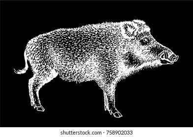 Graphical vector sketch of wild  boar isolated on black background for coloring and tattoo