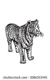 Graphical vector tiger isolated on white , stripy skin design