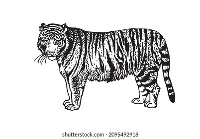 Graphical vector tiger isolated on white , stripy skin design