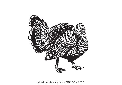 Graphical vector turkey on white background, domestic bird, thanksgiving day element
