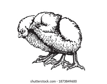 Graphical vector two chicks on white background, farm animals