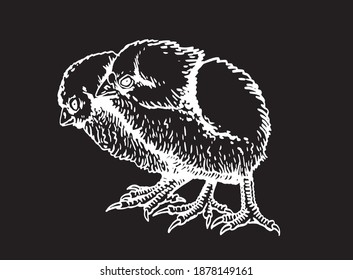 Graphical vector two chicks on black background, farm animals