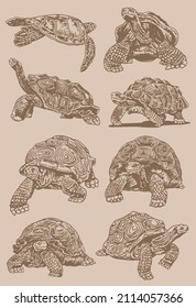 Graphical vintage big set of turtles ,vector illustration