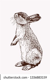 Graphical vintage bunny, retro illustration,sketch