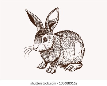 Graphical vintage bunny, retro illustration,sketch