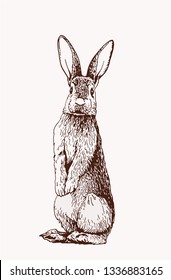 Graphical vintage bunny, retro illustration,sketch