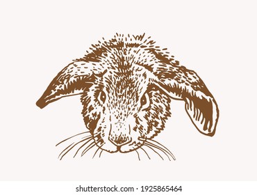 Graphical vintage bunny,sepia illustration for design and printing