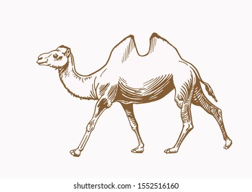 Graphical vintage camel, sepia vector illustration, animal