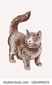 Graphical vintage cat standing , pet, domestic animal,vector
