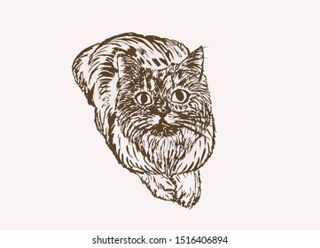 Graphical vintage cat, vector illustration,sepia