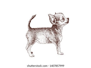 Graphical vintage chihuahua, vector illustration