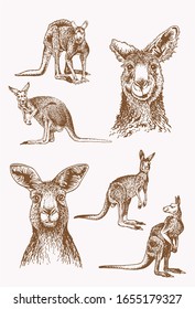 Graphical vintage collection of kangaroo , sepia illustration