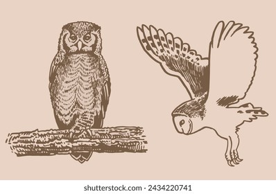 Graphical vintage collection of owls, vector night birds