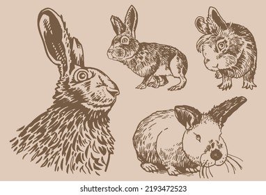 Graphical vintage collection of rabbits ,vector  vintage illustration. Fluffy bunnies for printing designs,textiles