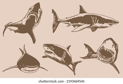Graphical vintage collection of sharks, marine life elements.Vector  illustration. Seafood