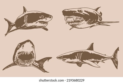 Graphical vintage collection of sharks, marine life elements.Vector  illustration. Seafood