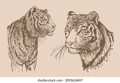 Graphical vintage collection of tigers, sepia background,vector illustration , African wild animal,hunter