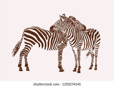 Graphical vintage couple of zebras ,graphical illustration,vector