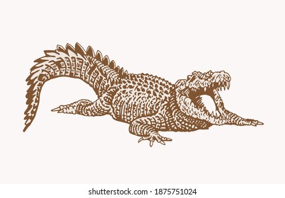 Graphical vintage crocodile with open mouth , sepia background