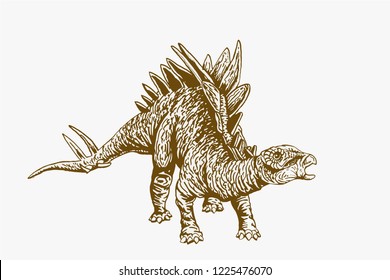 Graphical vintage  dinosaur ,vector stegosaurus , retro illustration,paleontology