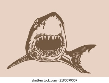 Graphical vintage drawing of great shark on sepia background,vector illustration.Marine life