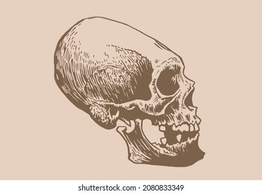 Graphical vintage drawing of Mayan skull , long skull of ancient tribe, vector illustration.