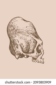 Graphical vintage drawing of Mayan skull , long skull of ancient tribe, vector illustration. 
