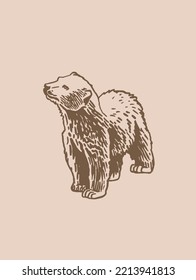 Graphical vintage drawing of polar bear ,vector illustration