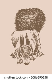 Graphical vintage drawing of squirrel , sepia background. Vector illustration