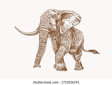 Graphical vintage elephant walking,vector sepia illustration