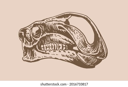 Graphical vintage hand-drawn skull of Iguanodon,vector sepia illustration