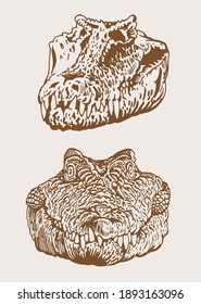Graphical vintage heads of crocodile, sepia background, vector skull