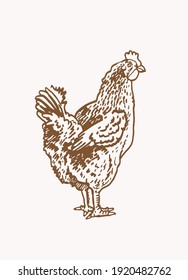 Graphical vintage hen ,sepia background, vector illustration