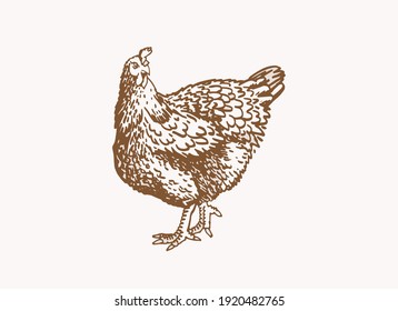 Graphical vintage hen ,sepia background, vector illustration