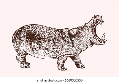 Graphical vintage hippo , vector sepia illustration