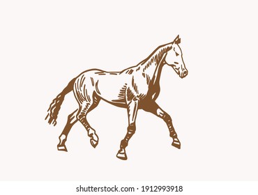 Graphical Vintage Horse ,sepia Background,illustration