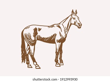 Graphical Vintage Horse ,sepia Background,illustration