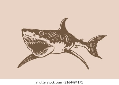 Graphical vintage illustration of great white shark ,angry look. Aquatic hunter, killer. Vector illustration, sepia
