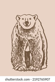 Graphical vintage illustration of polar bear, vector illustration. Hand-drawn white bear